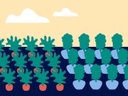 Start a school garden